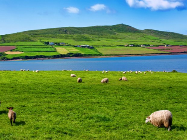 paysage avec moutons en irlande été