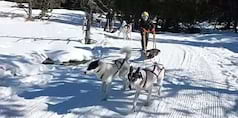 Les petits mushers à Font Romeu