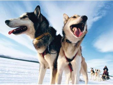 Ski et Aventure Traîneaux