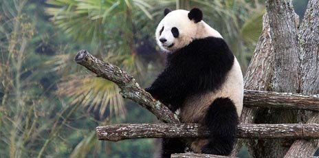 Mon ami Panda au Zoo de Beauval 