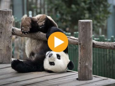 Colonies De Vacances Zoo De Beauval Panda