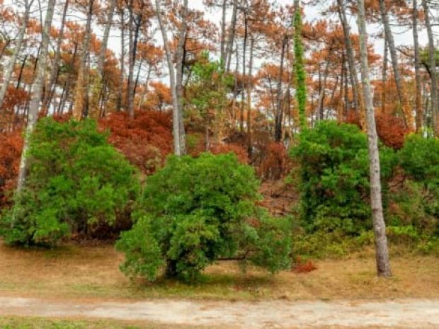 Foret de Chiberta à deux pas du centre de colo de vacances Domaine du Pignada