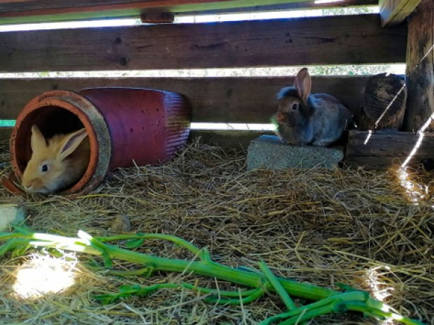 lapins et lapereaux en colonie de vacances ferme pedagogique