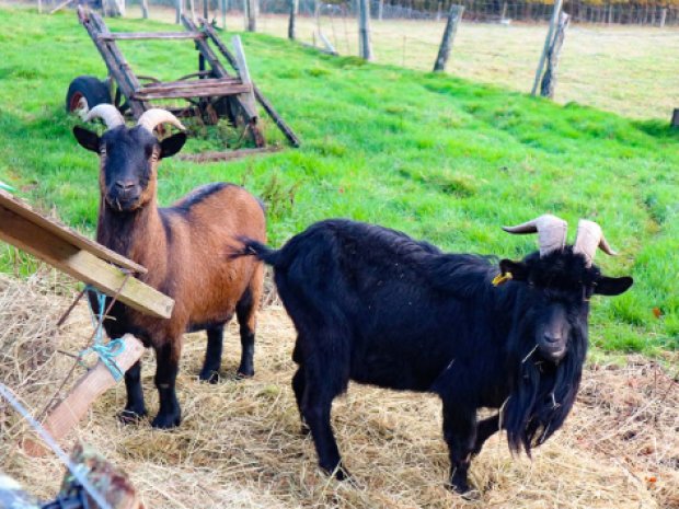 Decouverte animaux de la ferme colonie de vacances