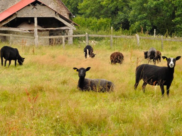 Animaux de la ferme en colonie de vacances en Normandie
