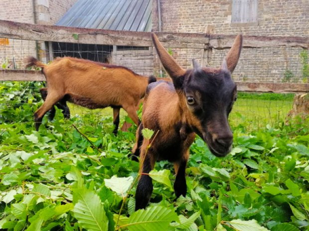 Jeunes animaux de la ferme en Normandie