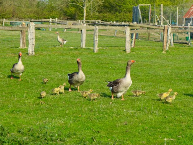 Immersion en ferme pédagogique en colonie de vacances