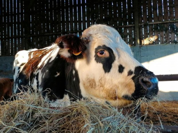 Vache en ferme pédagogique pour enfants
