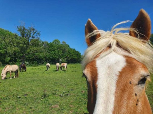 Des chevaux en prairie pour la colonie de vacances cow-boys et indiens