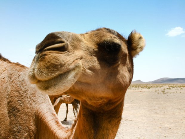 photographie dromadaire dans desert tunisie colonie de vacances adolescents hiver
