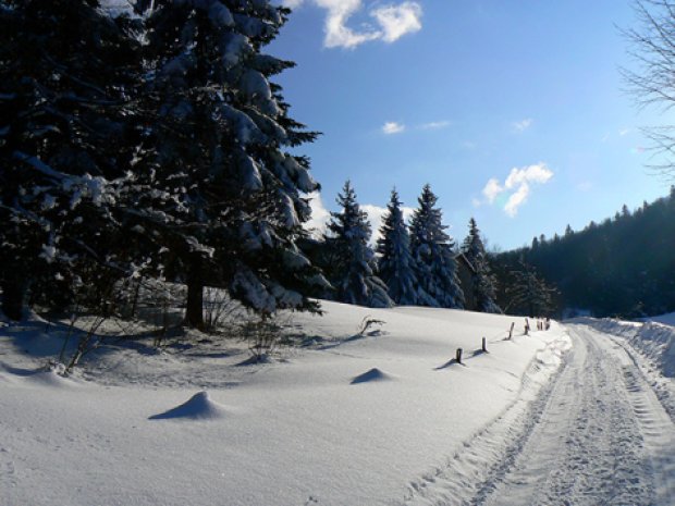 paysage d une piste de ski enneigee sapins colo de vacances hiver en haute savoie a la chapelle d abondance 