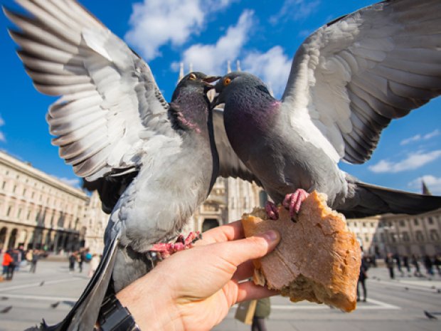pigeons italie 