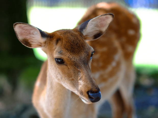 Biche aux abords de l'hébergement Center Parcs