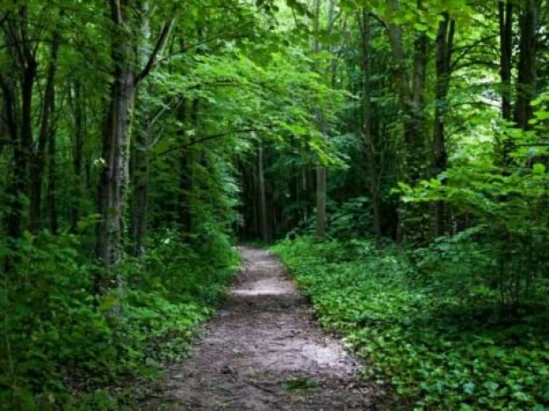 Forêt de Mandres