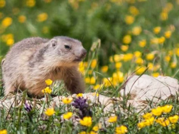 Marmotte dans les prairies de montagnes