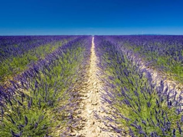 Champs de lavandes dans le Var