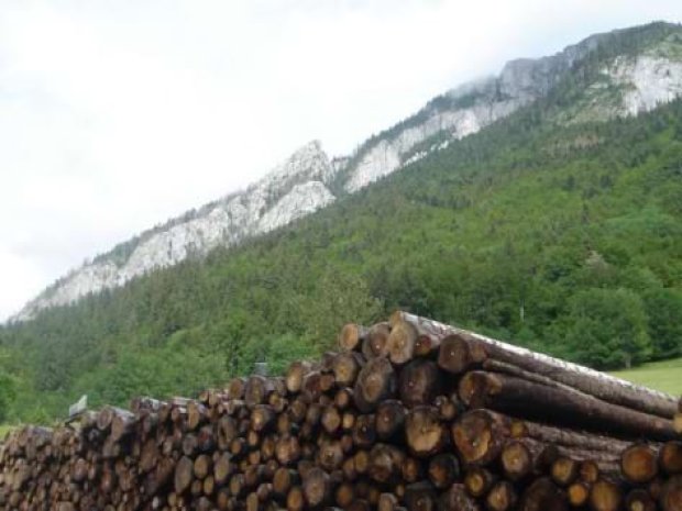 Rondins de bois dans les champs de Bellevaux