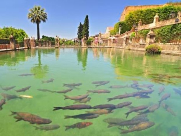 Poissons dans un parc de Séville