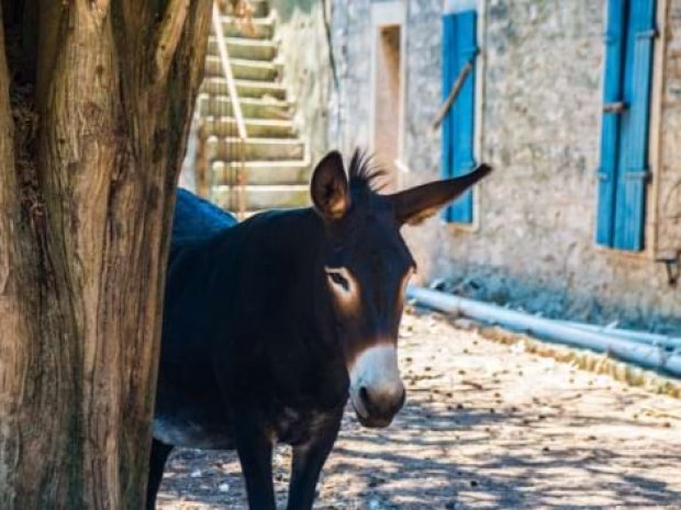 Ane dans les rues des villes de Croatie