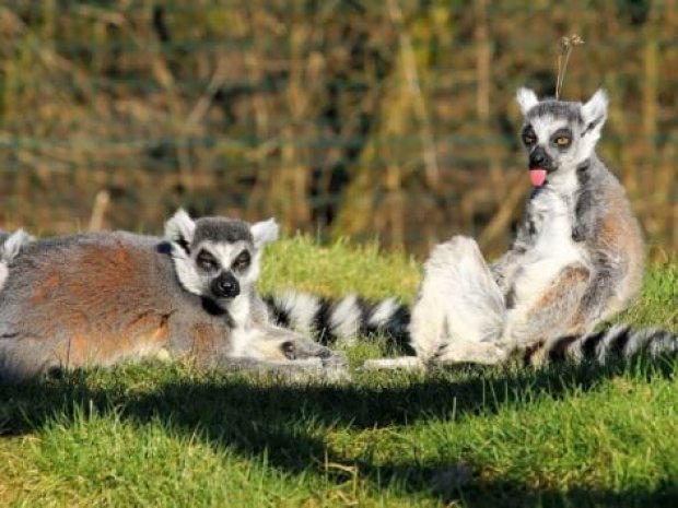 Lémurien de Madagascar