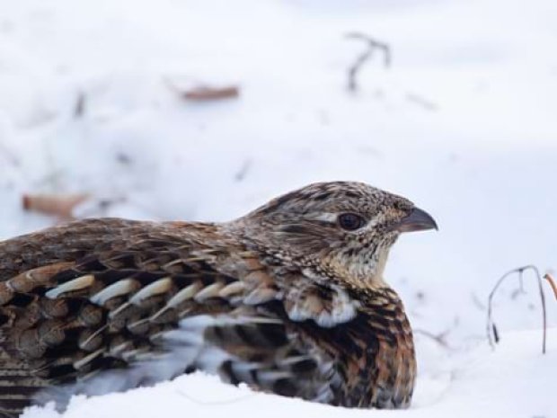 gelinotte oiseau montagne vassieux en vercors