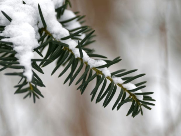 sapin enneigé montagne