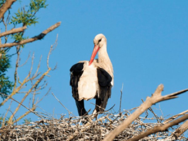 Oiseau observé lors d'une colonie de vacances en Espagne