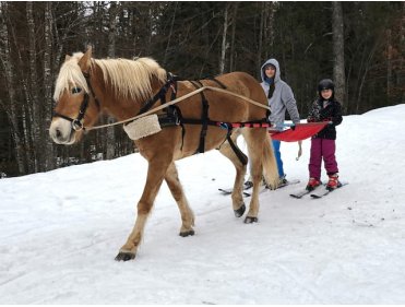 Crinière et Boules de poils