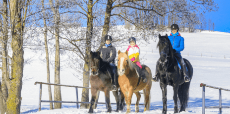 100% Nature & Poney
