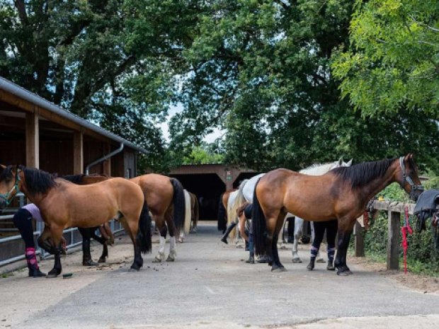 Vue sur les box des chevaux et sur les chevaux dans le centre équestre du domaine de l'espérance lors d'une colo de vacances