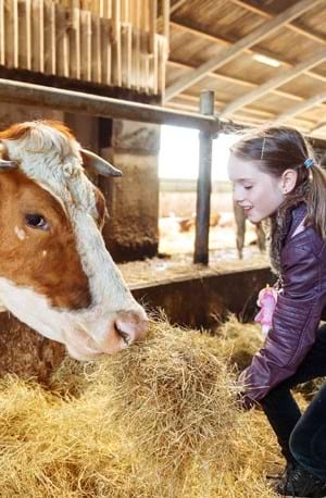 Jeune fille nourrissant une vache à la ferme