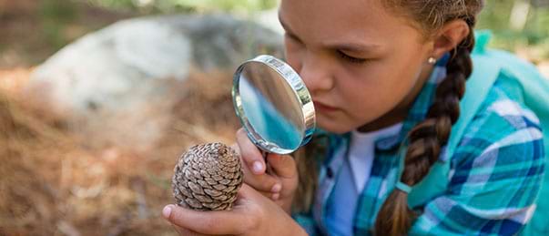 Enfant en classe découverte observant une pomme de pin