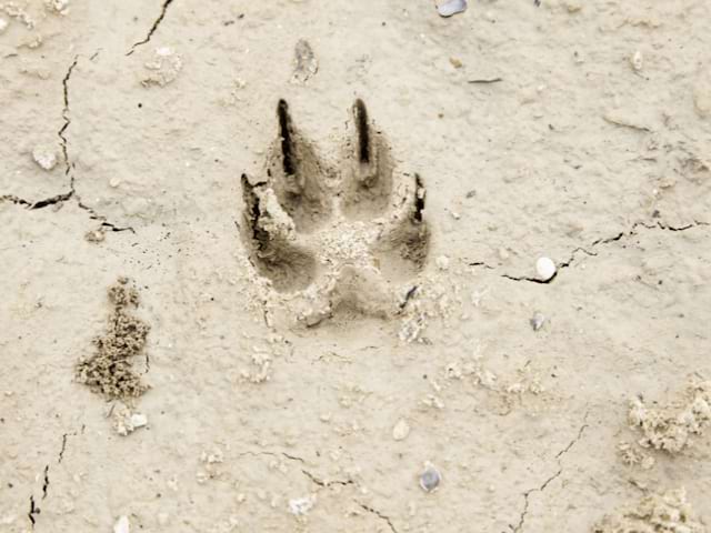 Trace patte d'animal observée en camp de vacances cet été dans le Vercors