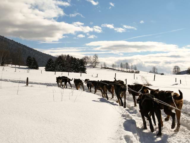 Sortie en chiens de traîneaux durant la colo de vacances Duo Nordique