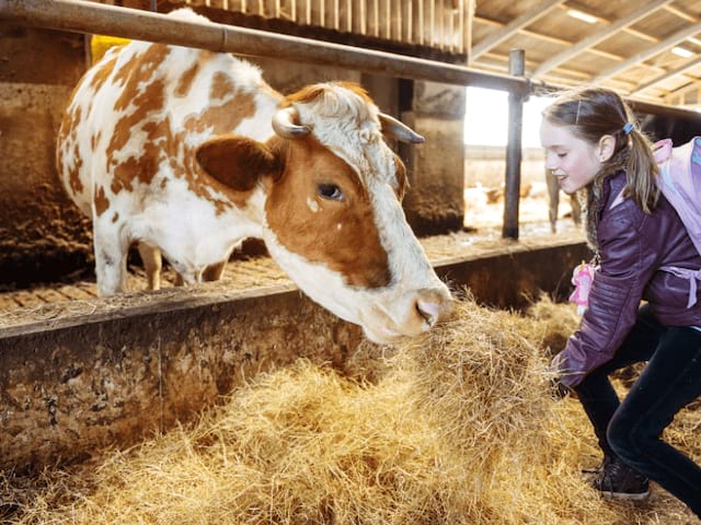 nourrir les vaches colonie de vacances enfants automne