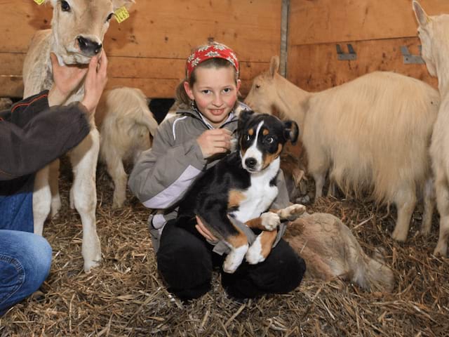 visite ferme enfants colonie de vacances toussaint