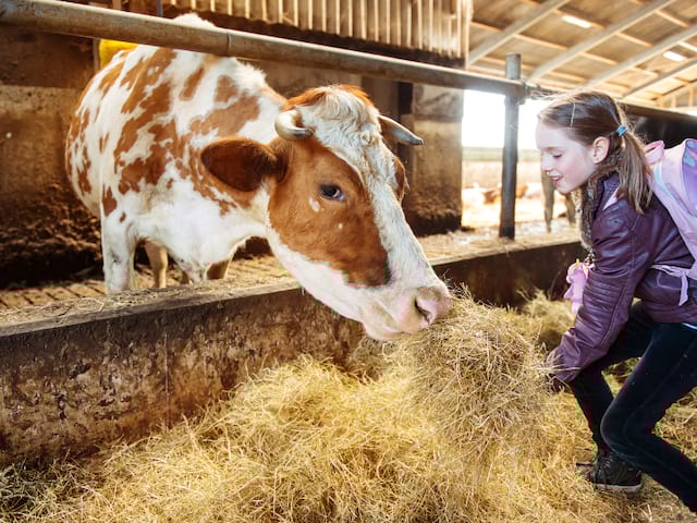 Sortie à la ferme en colo de vacances Aventuriers en herbe