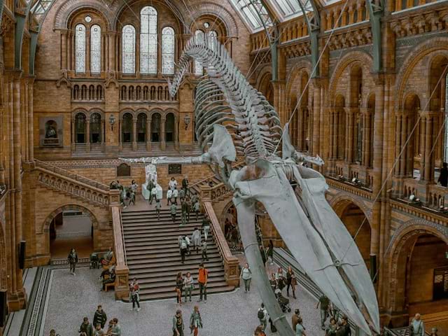 Musée d'histoire naturelle à Londres où les jeunes ont été en colo cet hiver