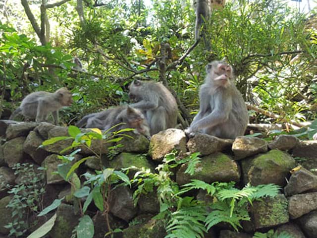 Singes aperçus à Bali en colonie de vacances itinérante