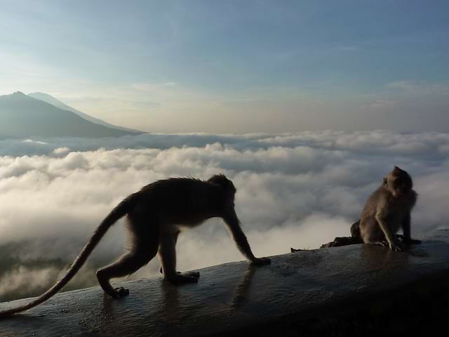 Singes au bord de mer à Bali en Indonésie