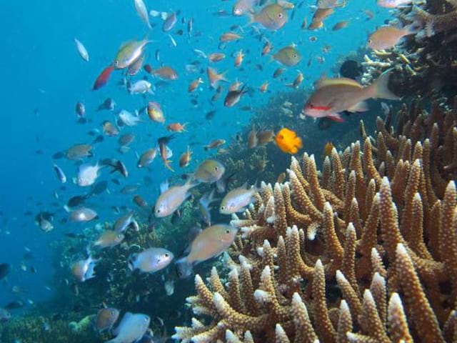 bancs de poisson en indonésie vus en colo par des ados
