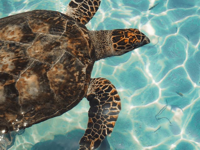 Tortue de Mer observée en colo de vacances à l'étranger, au Mexique cet été