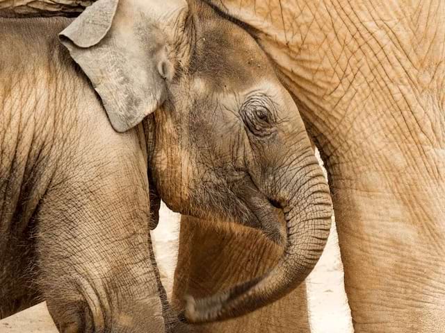 Visite sanctuaire aux éléphants Kuala Gandah en Malaisie où les jeunes ont été en colo de vacances cet été