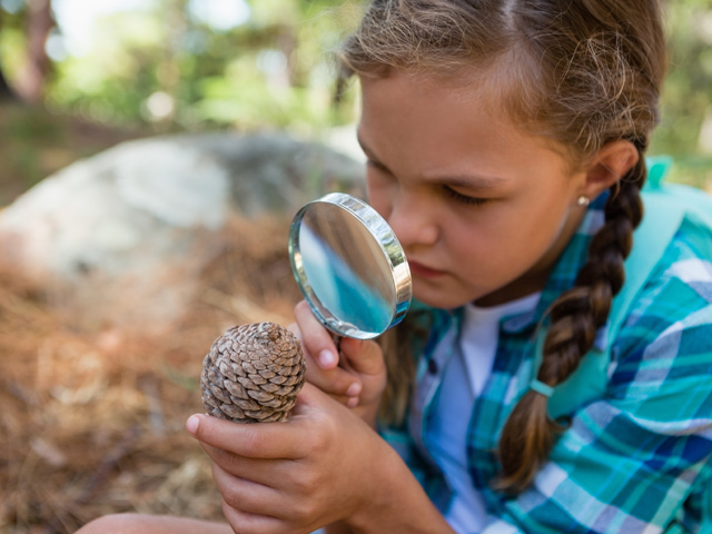 Jeune fille observant une pomme de pin en colonie de vacances d'été