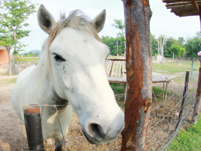 Portrait d'un cheval en extérieur en colonie de vacances équitation