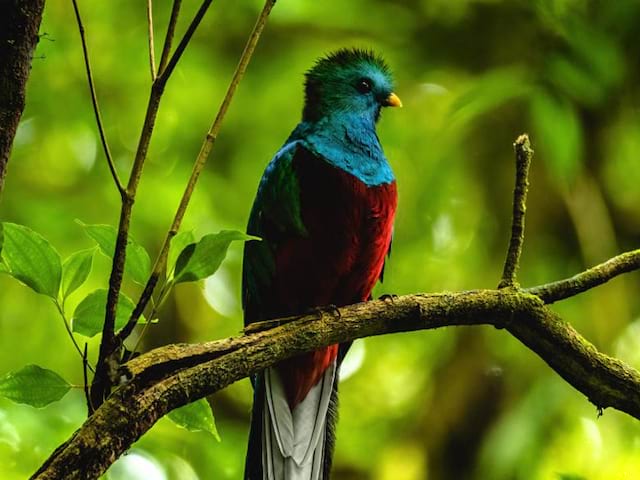 Faune du costa rica en colonie de vacances