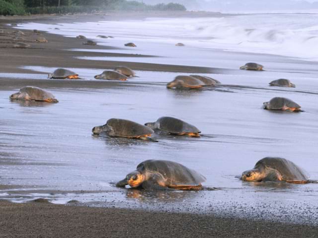 Tortues de mer au Costa Rica cet été