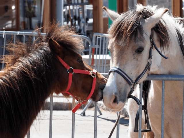 Chevaux et poneys en colo de vacances Poneys dans les monts lyonnais cet été