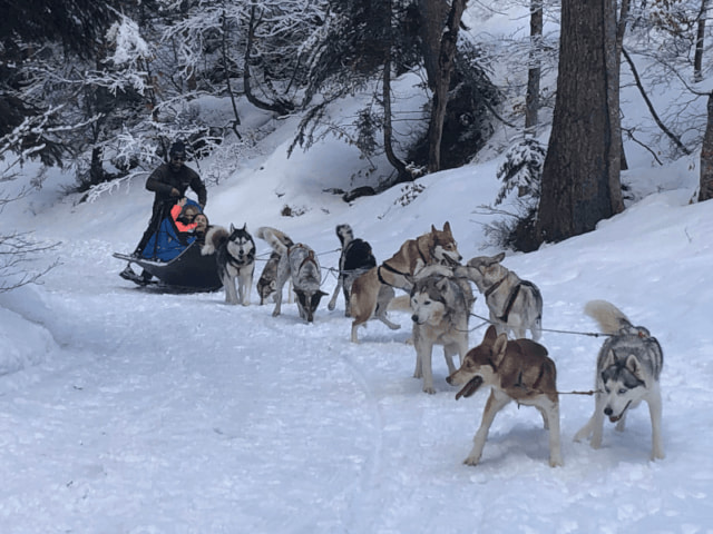 Activité chiens de traineaux en colonie de vacances  Crinière et Boules de poils cet hiver