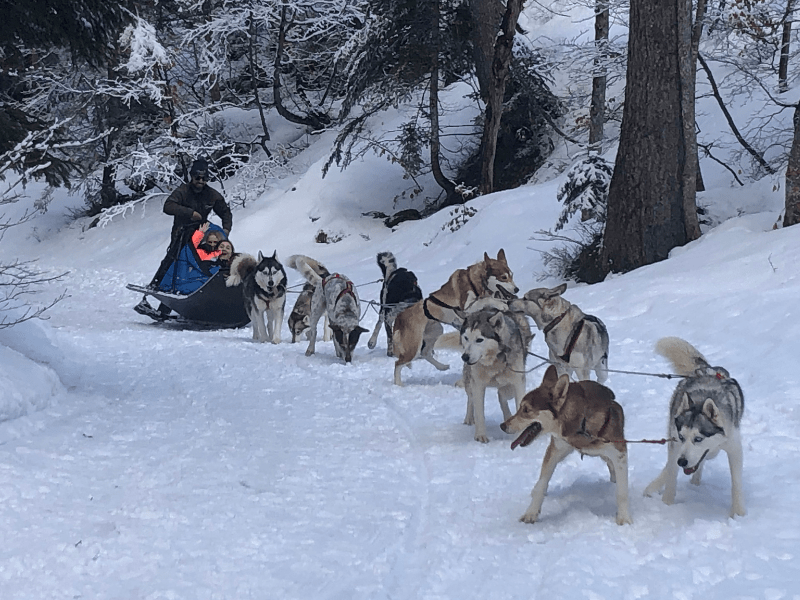 Activité chiens de traineaux en colonie de vacances  Crinière et Boules de poils cet hiver